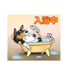 かわいい犬スタンプ 愛しのシェルティー（個別スタンプ：34）