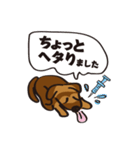 修行中のシェパード犬（個別スタンプ：14）