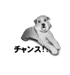 白黒の犬たち（個別スタンプ：7）