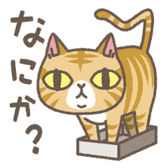 [LINEスタンプ] 茶トラにゃんこ