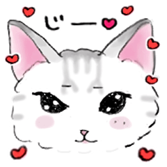 [LINEスタンプ] アメショのこねこ